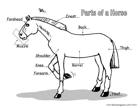 Download Horse Body Parts Printable Worksheet Sketch Coloring Page