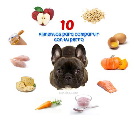 Mitos En La Alimentación De Tu Perro Ba K