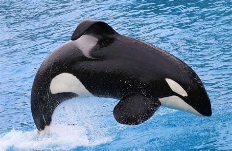 Fotos De Orcas Baleias