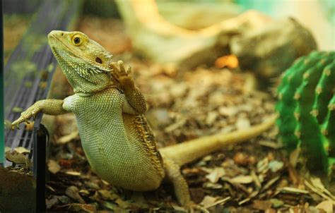 Bearded Dragon Waving Its Arm Common Signals You Need To Know