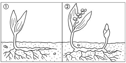 Maybe you would like to learn more about one of these? La reproduction des plantes à rhizomes - Base documentaire ...