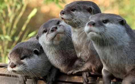 Otters Wallpapers Wallpaper Cave