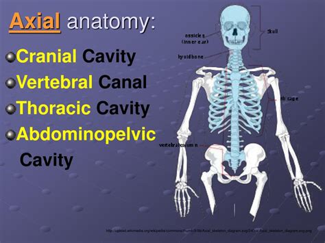 Ppt Human Anatomy And Physiology Hap Powerpoint Presentation Id5754581