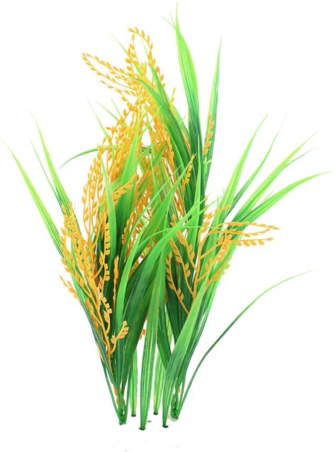 Download Thumb Image Rice Plant Png Clipart 5235551 Pinclipart