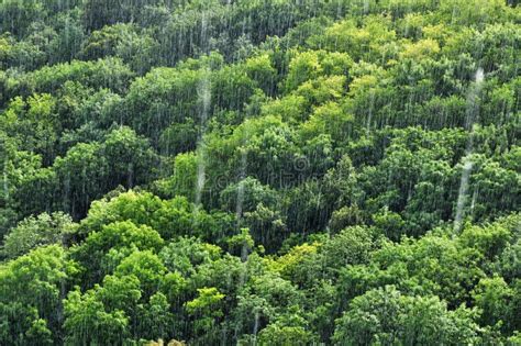 Rain Forest Rainfall Stock Image Image Of Natural Climate 21464645