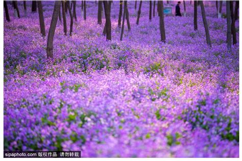 万万没想到，北京还有这么大片的紫色花海！简直美醉北京旅游网