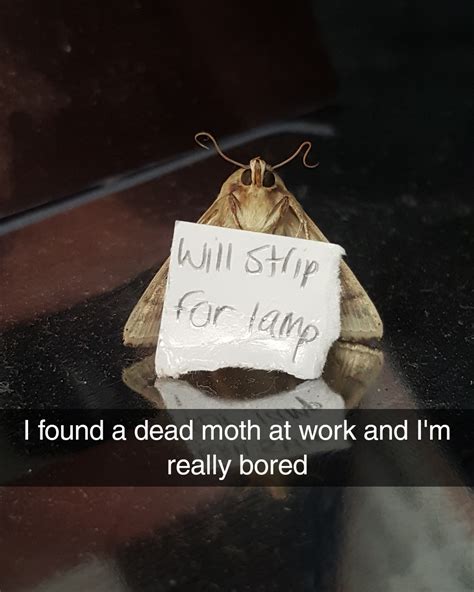 I Know The Moth Memes Are Pretty Much Dead But I Wanted To Make A Last