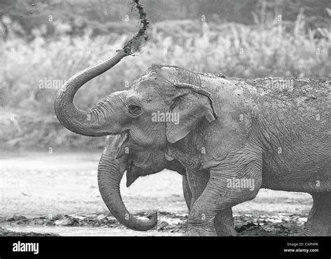 Elephant Nature Sanctuary Chang Maithailand Asia Two Asiatic