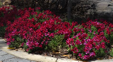 Best perennials for central texas. Texas Perennial - Dianthus or "Pinks" - Lee Ann Torrans ...