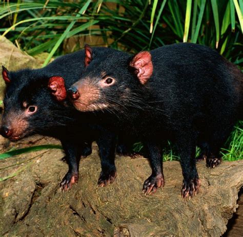 Suchen sie in stockfotos und lizenzfreien bildern zum thema tasmanischer teufel von istock. Artenvielfalt: Wie der Krebs die Tasmanischen Teufel ...