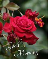 Good morning love fig download / good morning images romantic collection free download / wake up from your dreams you sleepy eye, . Pin by Daljeet Kaur Jabbal on Good morning N Good Night ...