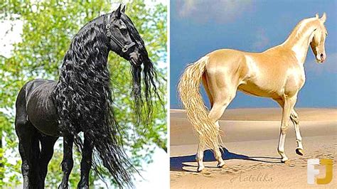 12 Most Beautiful Horses In The World Youtube