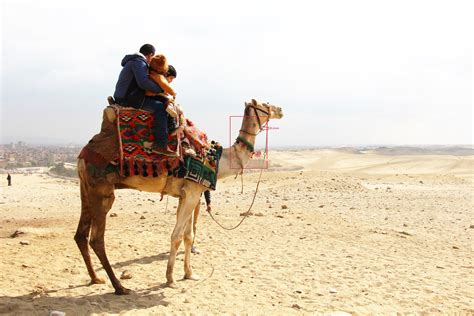 Africa is divided by the sahara into two sections: Ill treatment of camels at the Pyramids (Part 2) - The ...