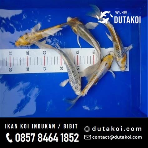 36 Gambar Koi Slayer Kumpay Ikan Center