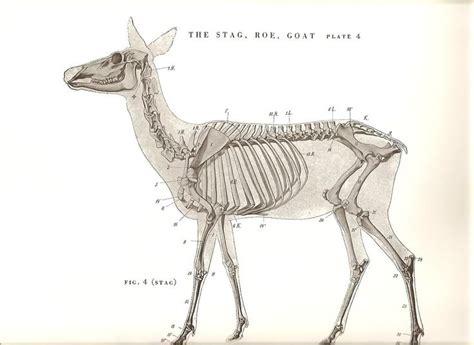 Deer Anatomy O00o00o Pinterest