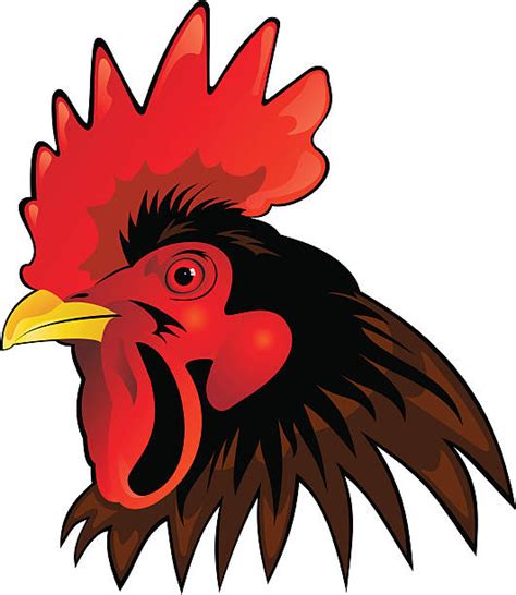 Angry Rooster Pictures Illustrations Royalty Free Vector Graphics