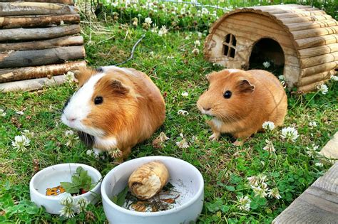 10 Best Guinea Pig Foods Brands And Their Reviews For 2023