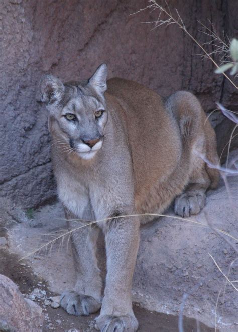 Mountain Lion Cougar Az Sonora Desert Museum Tucson Az Flickr