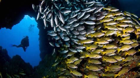 Costa Rica Scuba Diving In 2024 — Dive Adventures