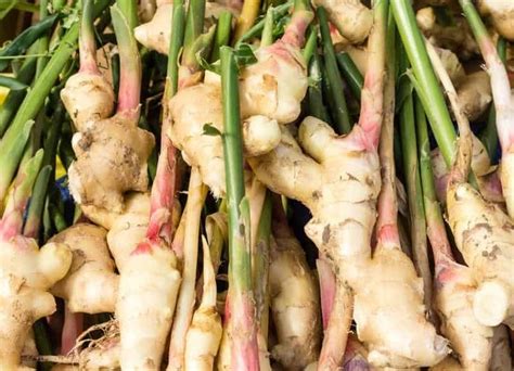 Growing Edible Ginger Only A Few Of Species Gardens Nursery