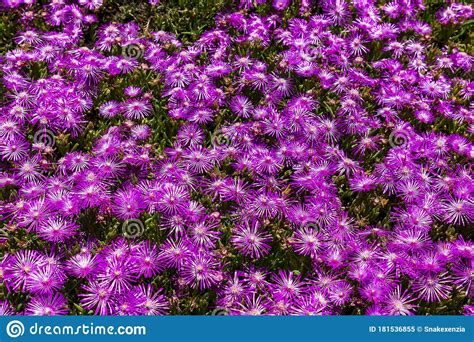 Green Meadow Of Purple Flowers Stock Image Image Of Spring Heather