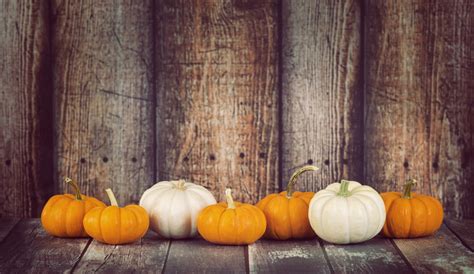 Mini Pumpkins In A Row Against Rustic Wooden Background Matchmaker