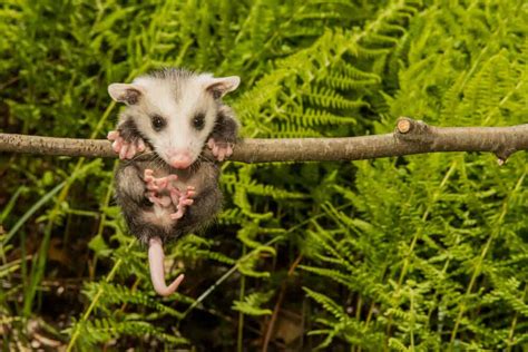 Possums, or opossums, are nocturnal animals that grow to be about the size of a large cat. Get the Rundown on Google's New "Possum" Update