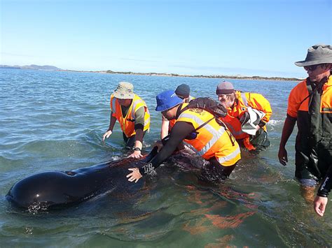 Dozens Of Whales Killed In Stranding Radio New Zealand News