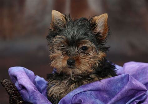 Yorkie Puppies For Sale Interesting Facts About The Yorkshire Terrier