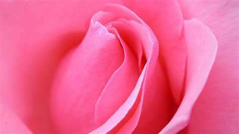 Pink Rose Flower Wallpaper 1366 X 768