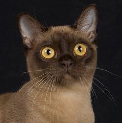 The latter emerged in the 1940s and 1950s when british breeders began mixing the original burmese with siamese and british shorthairs. Beautiful Burmese Cats - I am proudly owned by two of them ...