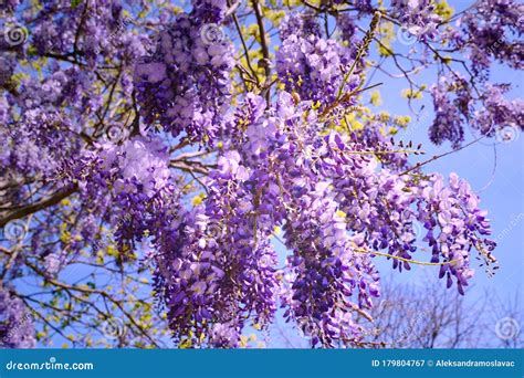 Beautiful Hanging Violet Flowers Of Fragrant Acacia Tree Stock Image