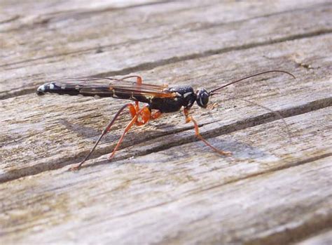Giant Ichneumon Wasp Rhyssa Persuasoria Insect