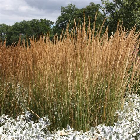 Buy Feather Reed Grass Calamagrostis × Acutiflora Karl Foerster £1199 Delivery By Crocus
