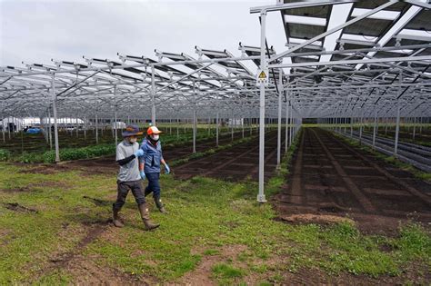 日本農電共生農場 賣電收入比賣菜多 國際焦點 國際 經濟日報