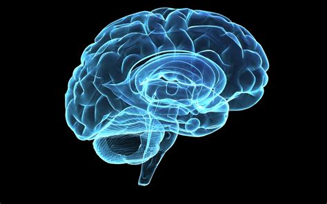 5 Interesting Facts About Your Brain And Memory