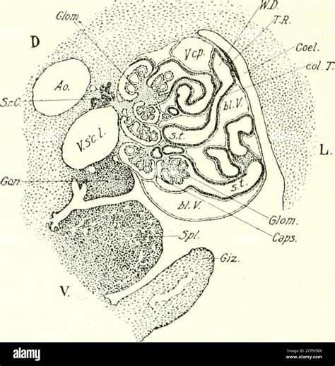 El Desarrollo De La Pollera Una Introducción A La Embriología T