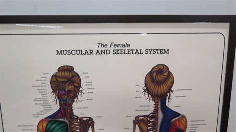 Large Framed Female Muscular And Skeletal System By Bruce Aigra 84