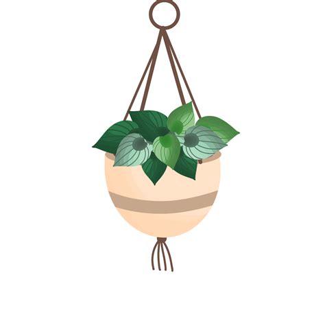 Free Hanging Plant Growing In Pots 17786267 Png With Transparent Background