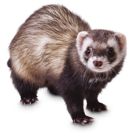 How Much Ferrets Cost - Other independent pet breeders may ask for ...