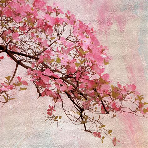 Dogwood Blossom Photograph By Jessica Jenney Pixels