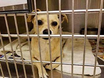 Savannah solomon joined pet paradise in march 2015 at the phoenix, arizona location. Phoenix, AZ - Chihuahua. Meet SONNY, a dog for adoption ...