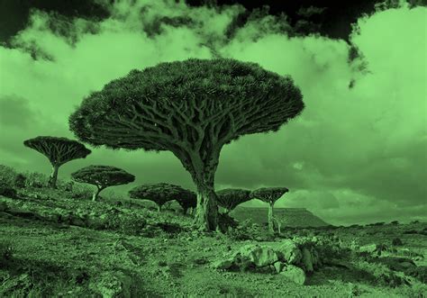 15 Fascinating Tree Names Types Of Trees And Tree Species