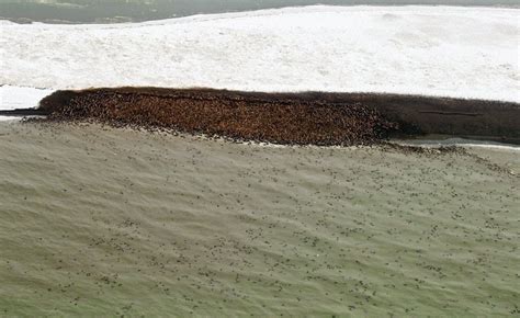 35000 Walruses Come Ashore In Alaska Due To Lack Of Sea Ice