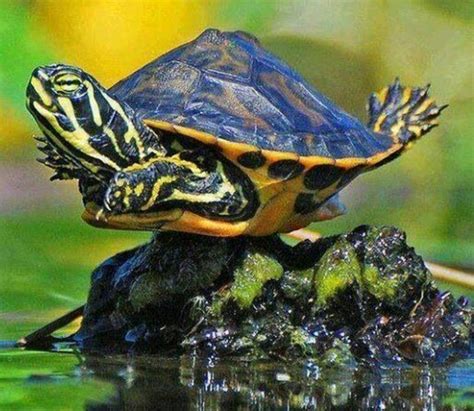 Pin By Bernadette Garcia On Turtles Cute Turtles Turtle Funny Animals
