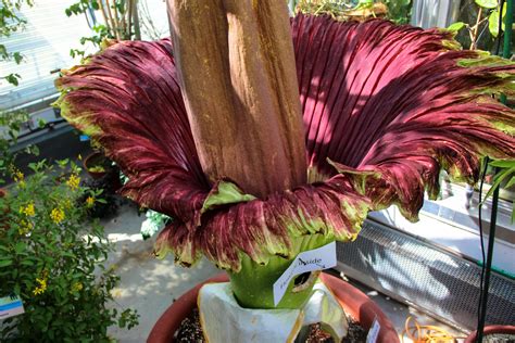Carrion flowers attract mostly scavenging flies and beetles as pollinators. Smelling 'Like Dead Fish in North Carolina,' Dartmouth's ...