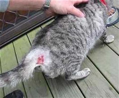 Learn all about gum boils and dental abscess symptoms, treatment and what an abscessed tooth looks like. FelineFightWounds