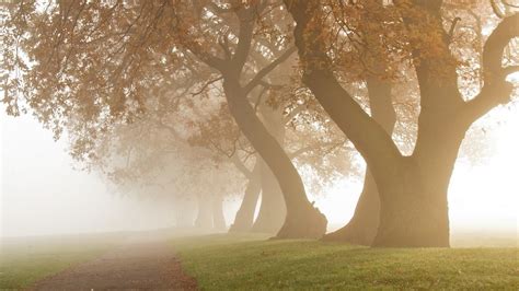 Daylight Grass Landscape Mist Morning Nature Oak Trees Park