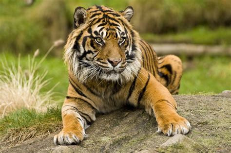 Sumatran Tiger Facts And Pictures Animal Wildlife