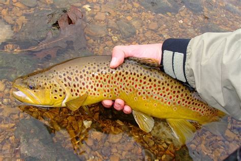 Brown Trout The Anglers Guide To Salmo Trutta